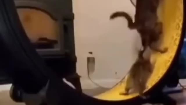 Funny video of two cats on a wheel