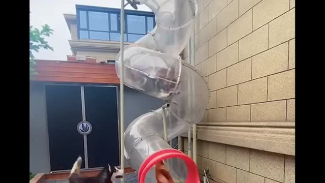 FUNNY ANIMALS TOMAKE YOU LAUGH