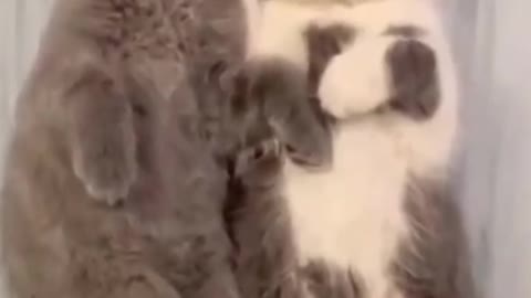 Just Some Adorable Cats Being Cute!!!