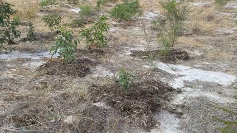 Guided Walk - Coffey Road Revegetation Project Part 2