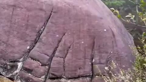 A petrified Giant mushroom