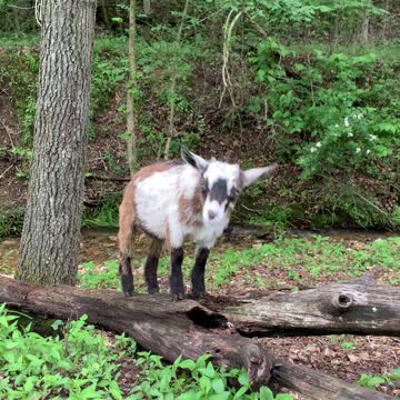 Little Goat Explores Creek