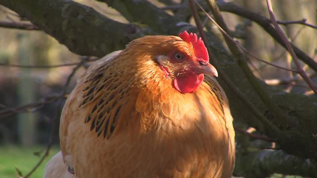 beautiful chicken on farm (5)