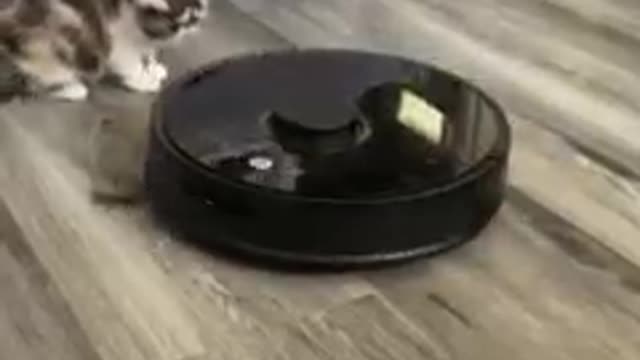 Most cats run at the sight of a Roomba, but not this fearless little kitten! Cuteness overload!