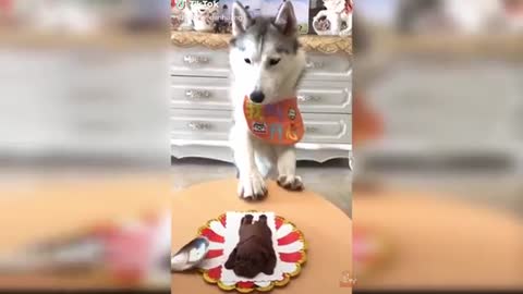 cute_dog reaction while cutting cake