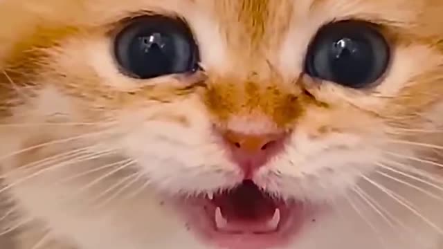 Kitty