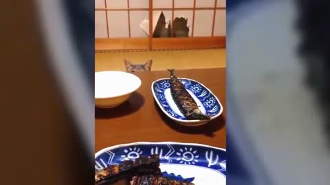 Cat Stealing Food 😎