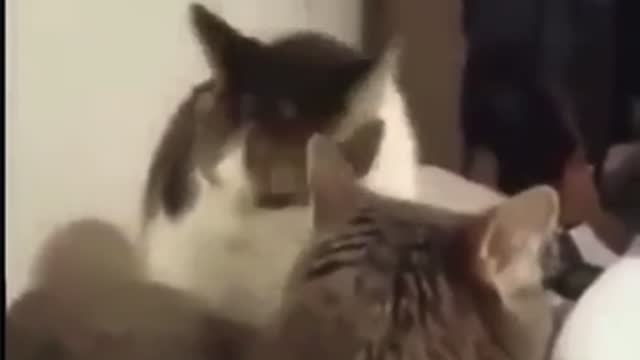 Funny cat short
