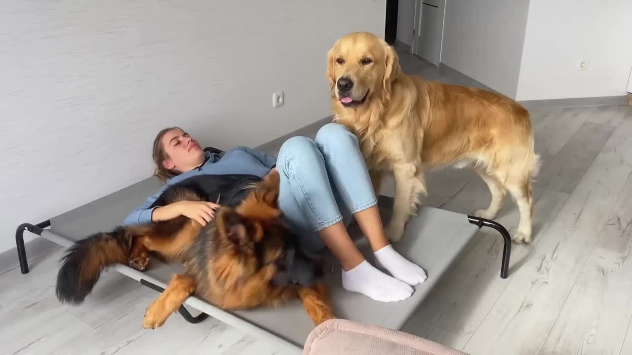 Funny Human Stealing Dogs Bed