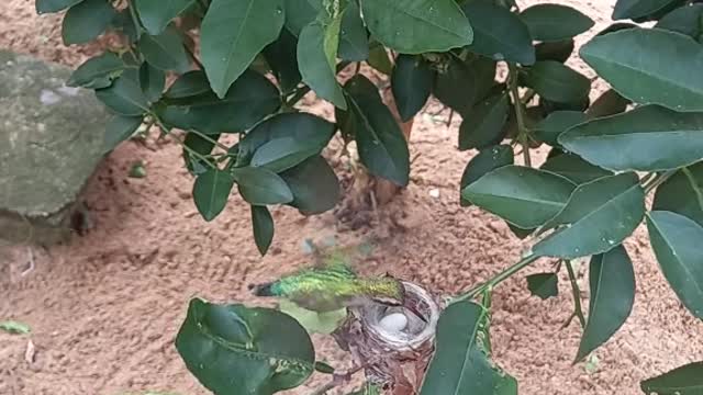 beautiful beautiful bird
