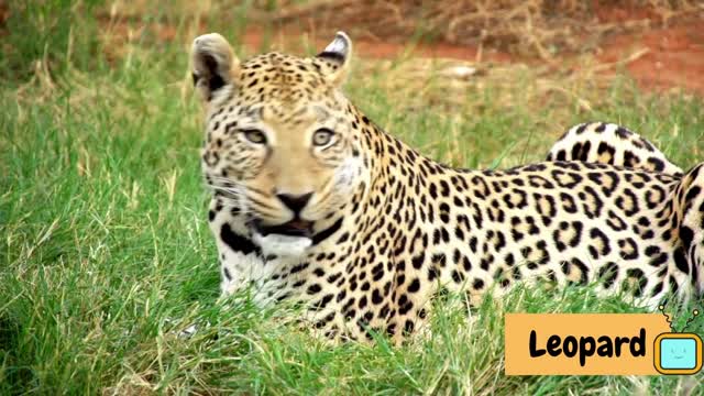 Wild Animals Names and sounds