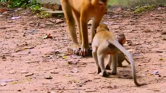 Baby monekey//Animal cute baby monekey