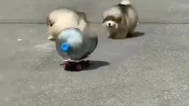 Most funny and cute dogs