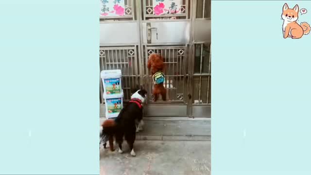 04-You will laugh at all the DOGS