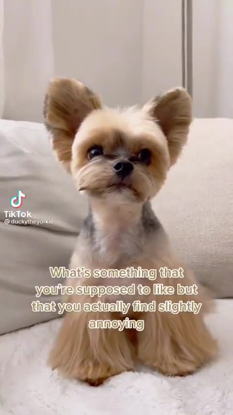 Dog look like Zombie 🎃