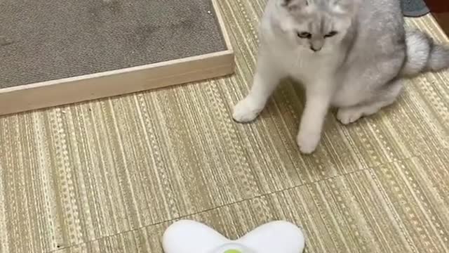 Lovely and Funny Animals Funny Cat video