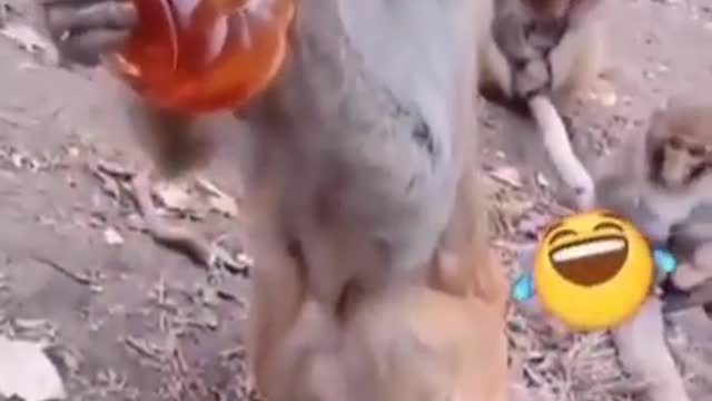 drunk monkey