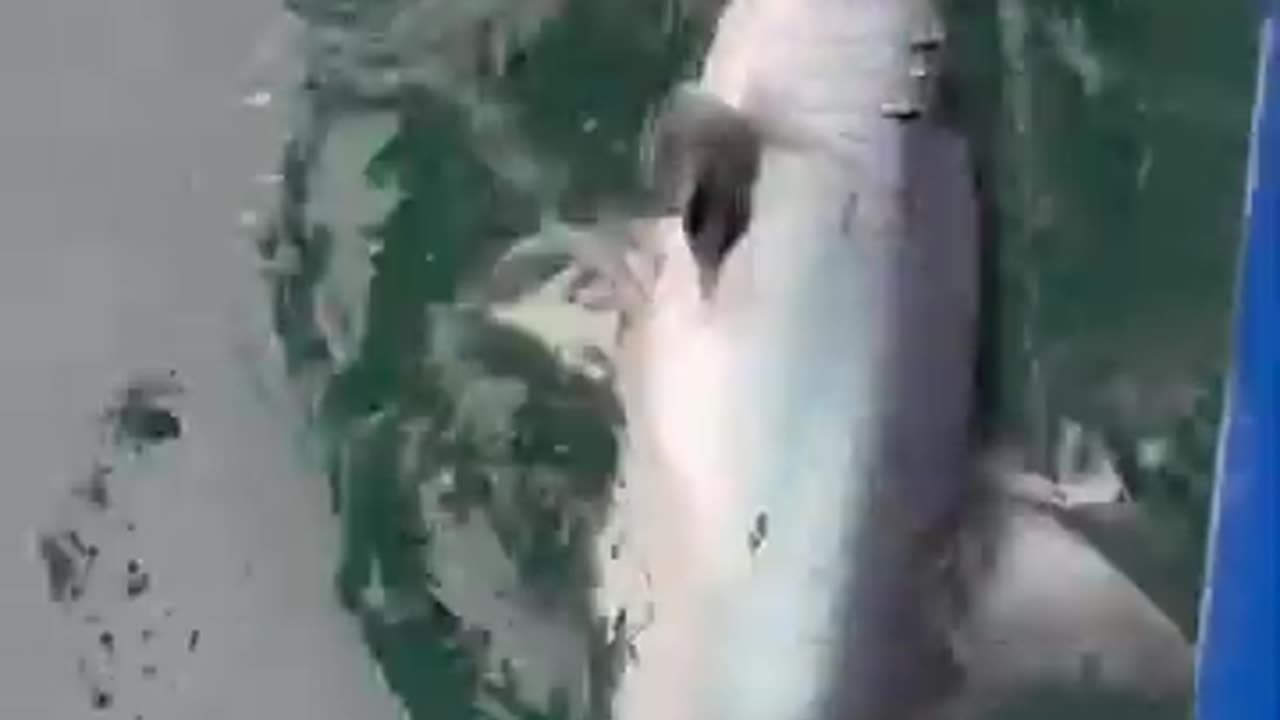 Mako shark attacking