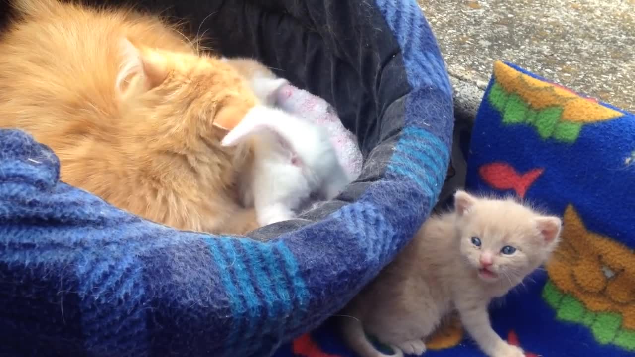 Mamá llama a sus gatitos ala