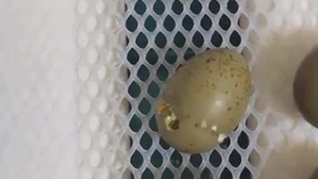 The process of hatching a chick