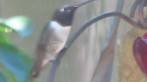 Black-chinned Hummingbird 2