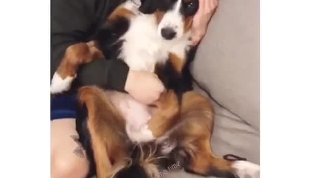 Guy on couch hugging black white brown dog