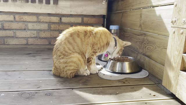 Hungry mother cat of five babies