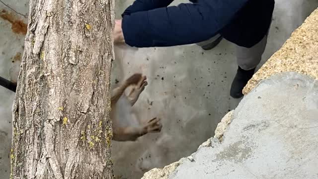 Saving a Rabbit from a Well