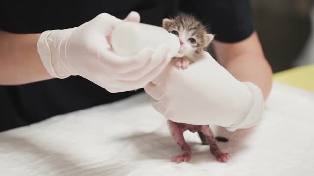Feeding Milk To Cute Kitten