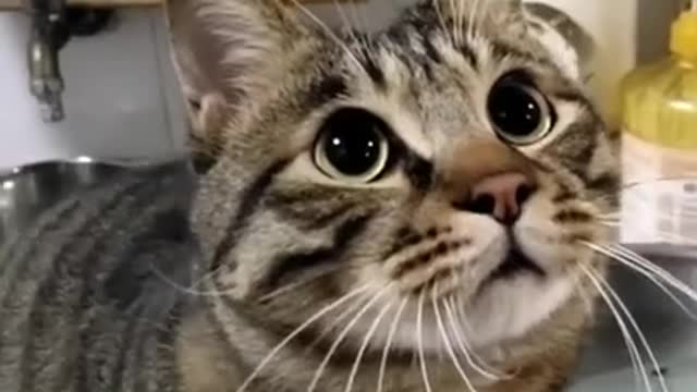 Funny Cats Video Series 21