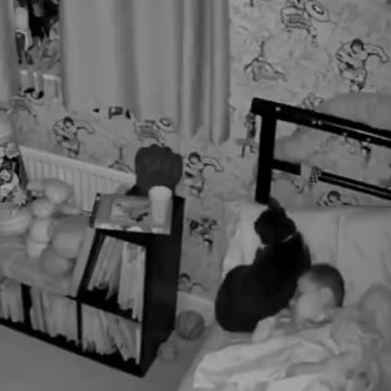 Owners couldnt figure out why the cat wasnt sleeping in its bed then they saw this.mp4