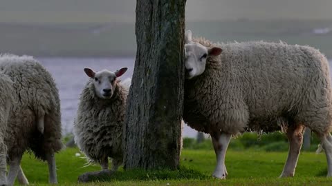 Flock of Sheep Playing and Relaxing