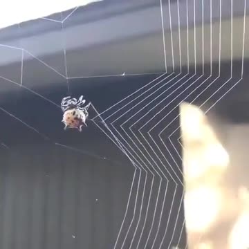 A spider making strings