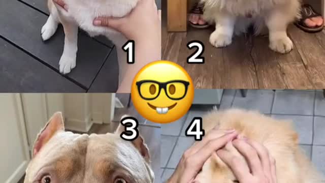 🤣Funny Dog Videos 2020🤣 🐶 It's time to LAUGH with Dog's life #funnydog #funnydogvideo #dogvines