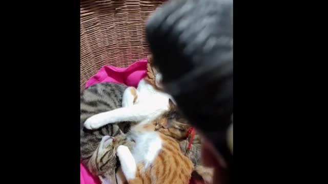 Cats breathing high sound 😻😺😹😽😸 very amazing Cats and Dogs funny video