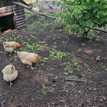 OMC! Are gophers friends with chickens??? Gopher invasion for pea pods has hens suspicious! #shorts