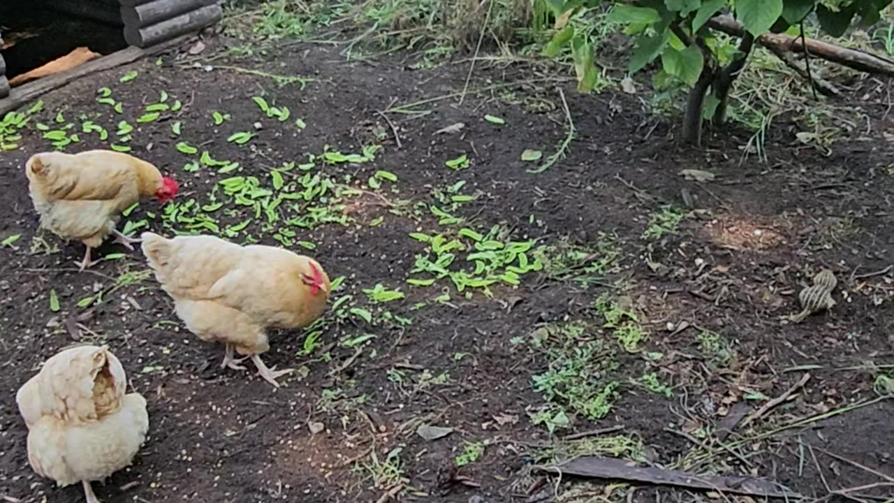 OMC! Are gophers friends with chickens??? Gopher invasion for pea pods has hens suspicious! #shorts