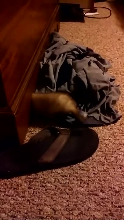Adorable baby ferret, something is under there.