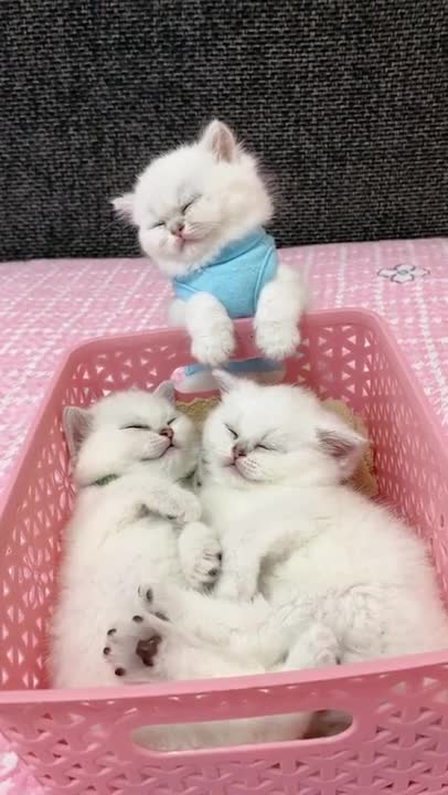 Cats and babies cuddling – Cute cat and baby compilation