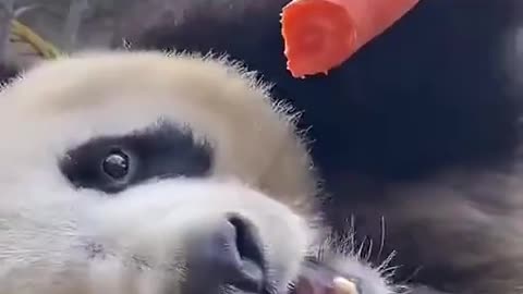 Pandas eat carrots