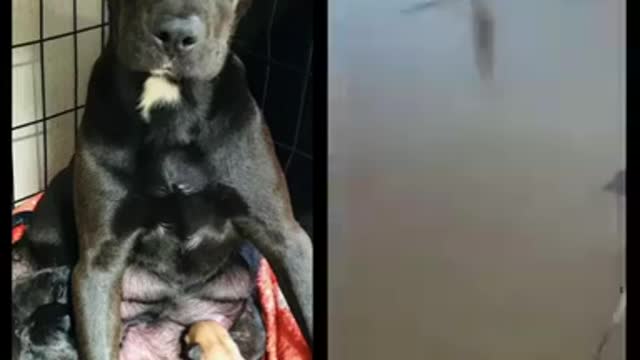 rescue dogs left for dead but will not give up