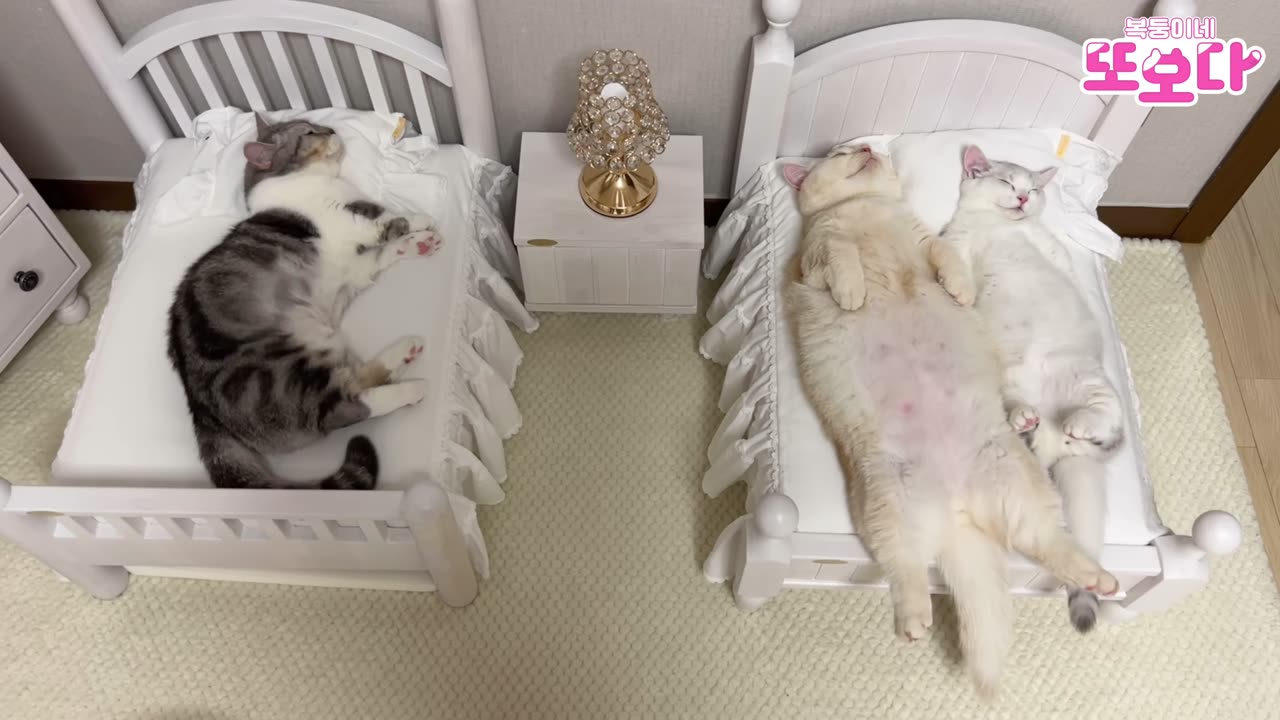 Please sleep like a cute cats