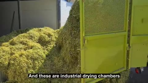 Chamomile Harvesting and Chamomile Essential Oil Processing in Factory - Essential Oil Industry