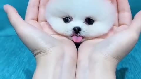 cute puppy video