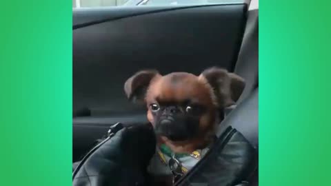 funny videos of cute dogs 2021 best funny dog ​​videos kkk try not to laugh top comedy