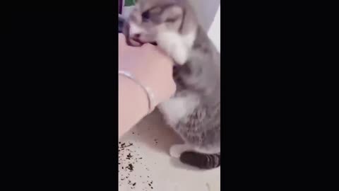 funniest cats on the internet 2021