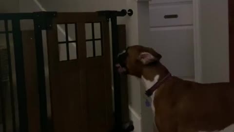 Dog Defies Gate to Retrieve Toy