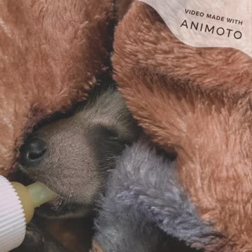 Koopur-our pet raccoon's first month in pics