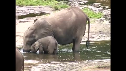 Baby elephant learn to drink water