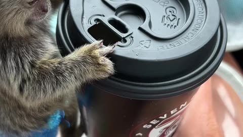 Tiki Wants to Drink Coffee